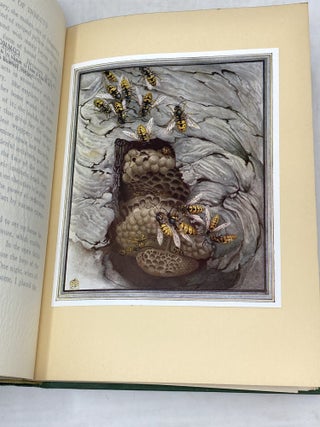 FABRE'S BOOK OF INSECTS RETOLD FROM ALEXANDER TEIXEIRA DE MATTO' TRANSLATION OF FABRE'S "SOUVENIRS ENTOMOLOGIQUES" BY MRS RUDOLPH STAWELL; Illustrated by E.J. Detmold