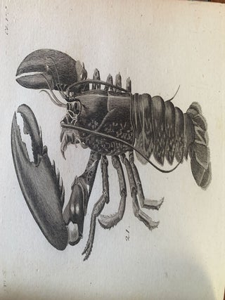 Item #85267 BRITISH ZOOLOGY. VOL. IV. CRUSTACEA MOLLUSA TESTACEA. Thomas Pennant