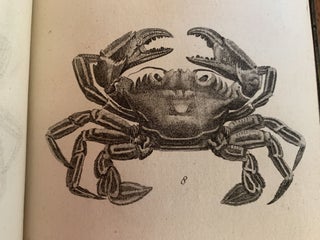 BRITISH ZOOLOGY. VOL. IV. CRUSTACEA MOLLUSA TESTACEA