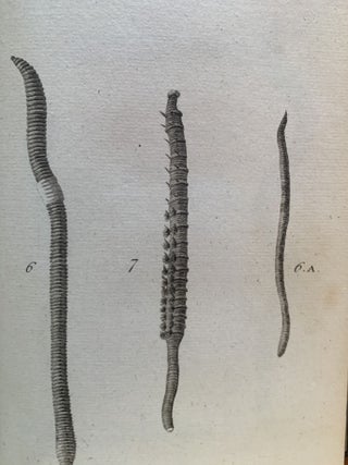 BRITISH ZOOLOGY. VOL. IV. CRUSTACEA MOLLUSA TESTACEA
