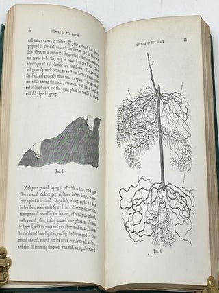 THE CULTIVATION OF THE NATIVE GRAPE, AND MANUFACTURE OF AMERICAN WINES