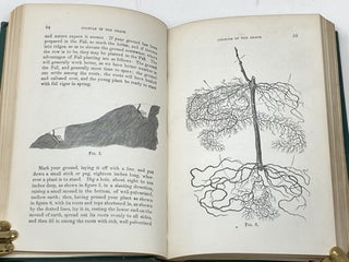 THE CULTIVATION OF THE NATIVE GRAPE, AND MANUFACTURE OF AMERICAN WINES