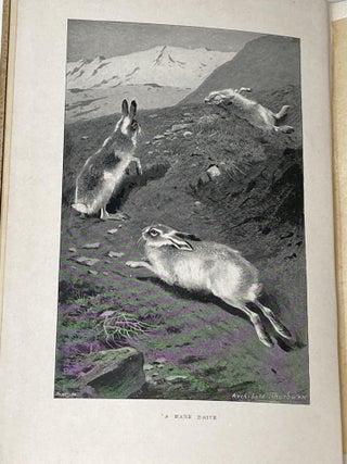 THE HARE (FUR AND FEATHER SERIES)